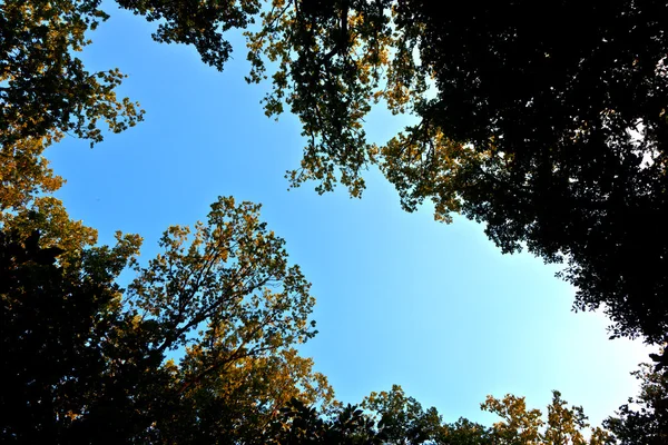 화려한 단풍과 푸른 하늘 나무의 크라운 — 스톡 사진