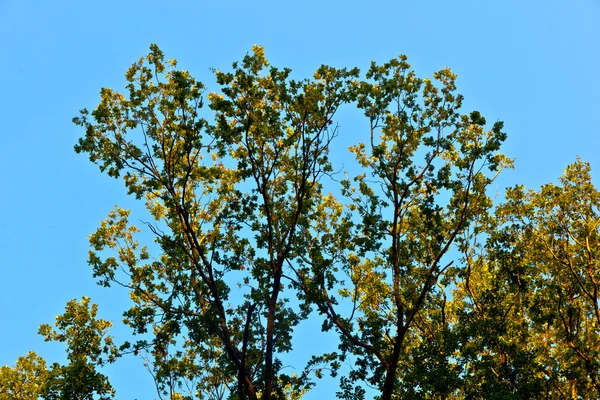 Kroon van de boom met kleurrijke bladeren en blauwe hemel — Stockfoto