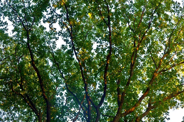Koruna stromu s barevnými listy a modrá obloha — Stock fotografie