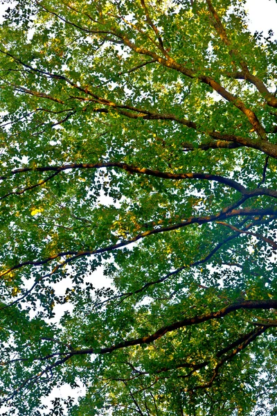 色鮮やかな葉と青い空と樹冠 — ストック写真