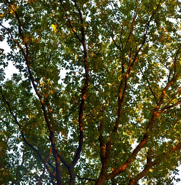 Corona de árbol con hojas coloridas y cielo azul —  Fotos de Stock