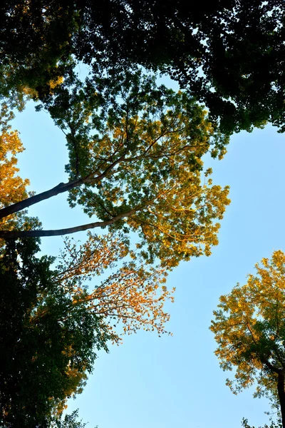 Корона дерева с разноцветными листьями и голубым небом — стоковое фото
