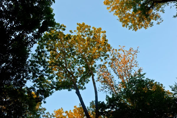 Coroa de árvore com folhas coloridas e céu azul — Fotografia de Stock