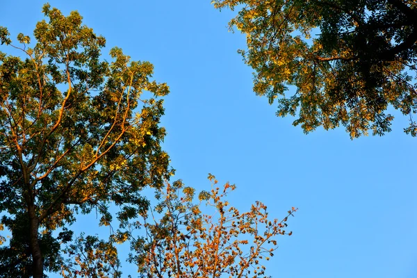 Kroon van de boom met kleurrijke bladeren en blauwe hemel — Stockfoto