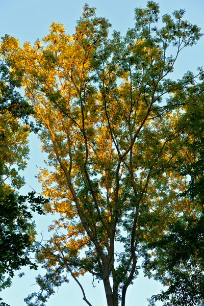 Arbre aux feuilles colorées et au ciel bleu — Photo