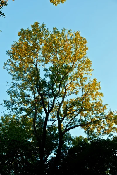Baum mit bunten Blättern und blauem Himmel — Stockfoto