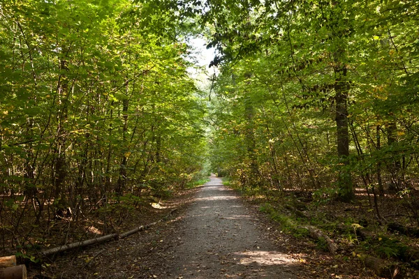 Chemin en forêt avec de beaux arbres — Photo