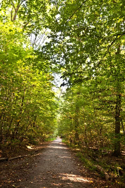 Caminho na floresta com belas árvores — Fotografia de Stock