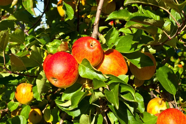 Ripe apples at the tree — Stock Photo, Image