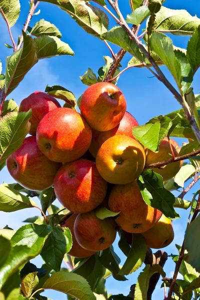 その木に熟したリンゴ — ストック写真