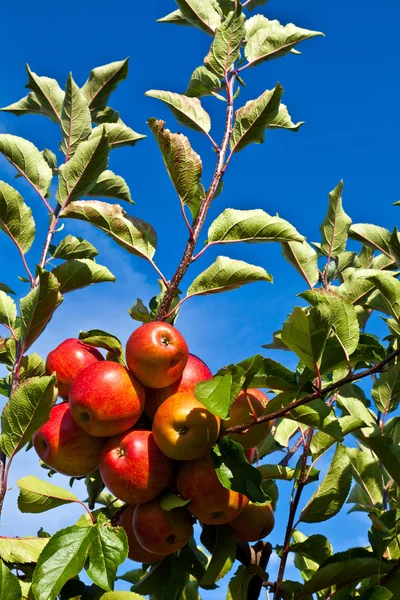 Manzanas maduras en el árbol — Foto de Stock