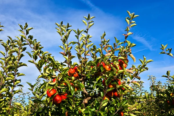 その木に熟したリンゴ — ストック写真