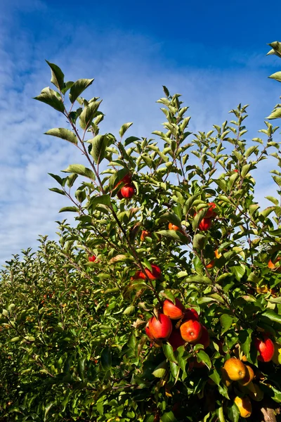 Dojrzałe jabłka na drzewie — Zdjęcie stockowe