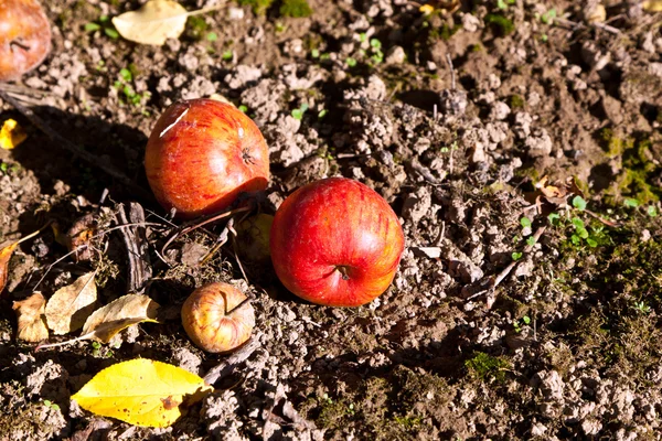 Внезапные яблоки — стоковое фото