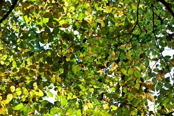오크 잎의 구성 — 스톡 사진