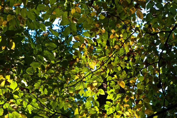 Склад дубового листя — стокове фото