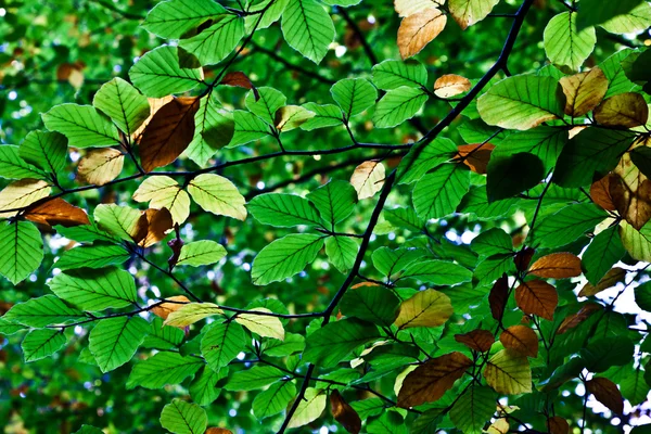 Composición de las hojas de roble —  Fotos de Stock