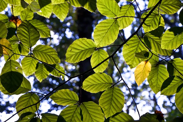 Склад дубового листя — стокове фото