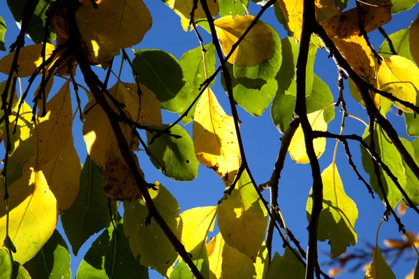 Folhas de carvalho em harmonia — Fotografia de Stock