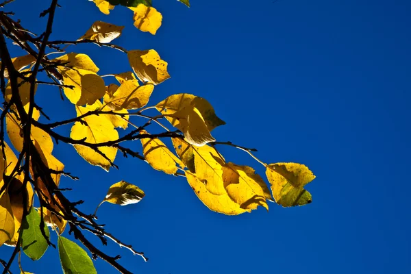 Folhas de carvalho em harmonia — Fotografia de Stock