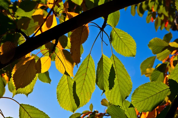 Oak leaves in harmony — Stock Photo, Image