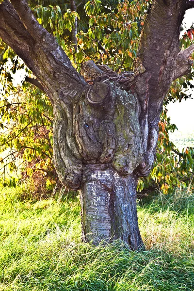 Stam van een oude grote boom — Stockfoto