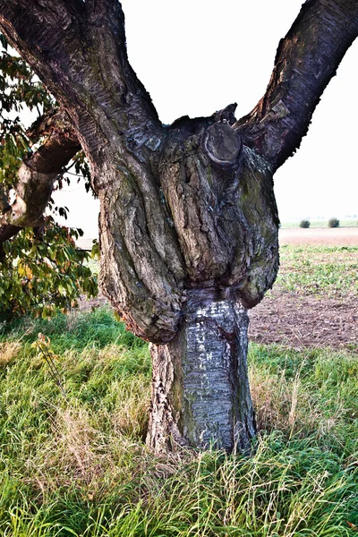 Στέλεχος της ένα παλιό μεγάλο δέντρο — Φωτογραφία Αρχείου