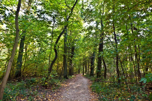 Διαδρομή μέσα από το παλιό δάσος με τις βελανιδιές — Φωτογραφία Αρχείου