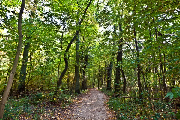 Väg genom gammal ekskog — Stockfoto