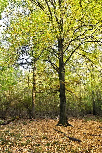 Старий ліс дуб — стокове фото