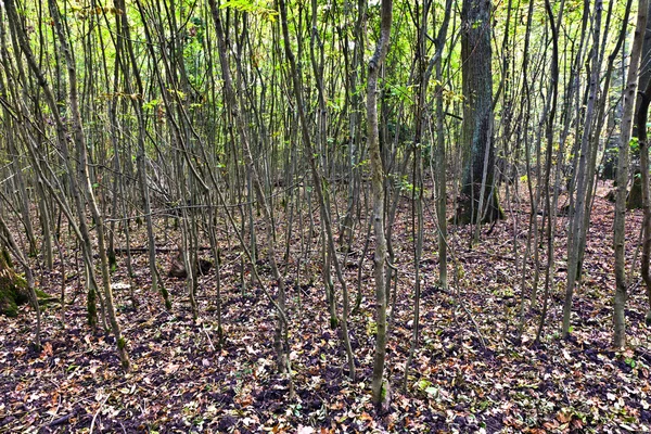 Stary las dębowy — Zdjęcie stockowe