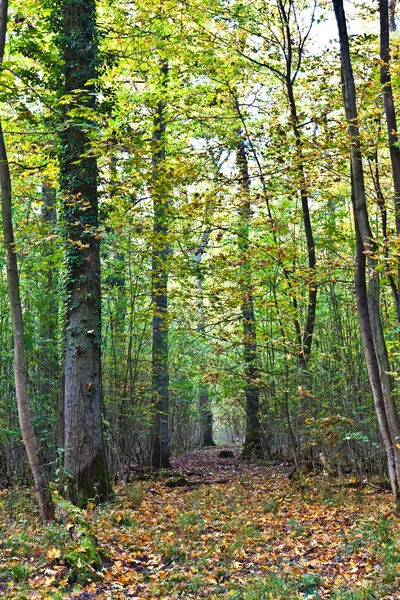 Eski meşe ormanı — Stok fotoğraf