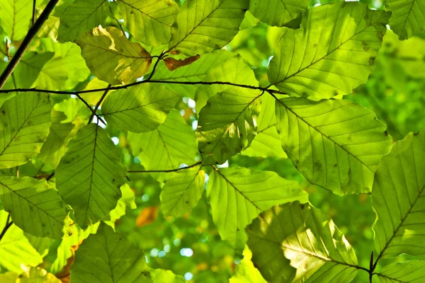 Δρύινα φύλλα σε αρμονία — Φωτογραφία Αρχείου