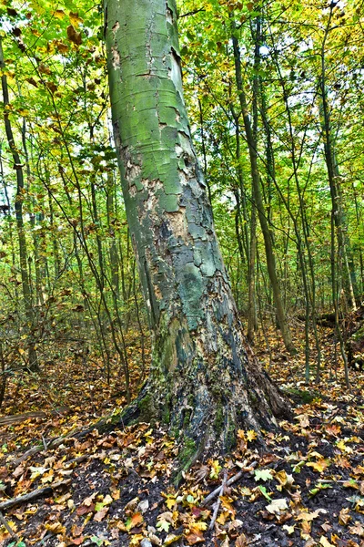 Старий ліс дуб — стокове фото