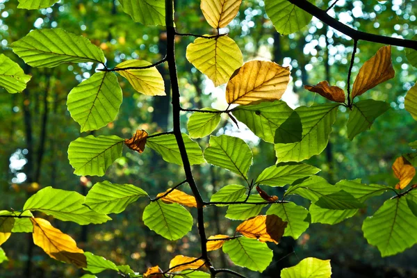 在和谐的橡树叶子 — 图库照片