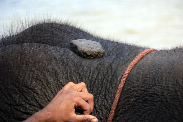 Tusk van Indiase elefant in het kamp — Stockfoto