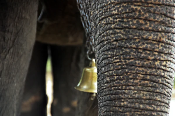 Tusk indyjski elefant w obozie — Zdjęcie stockowe