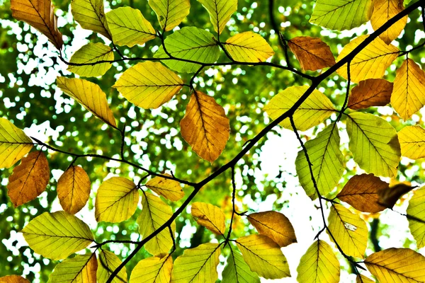 Háttér csoport őszi narancs levelek — Stock Fotó