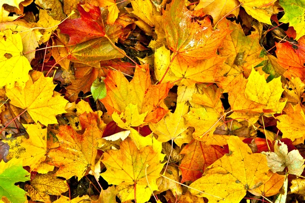 Hintergrund Gruppe Herbst orange Blätter — Stockfoto