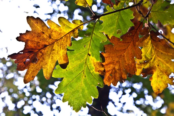 Stock image Leaves in autumn in the forest