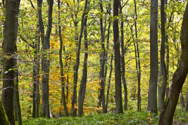 Löv på hösten i skogen — Stockfoto