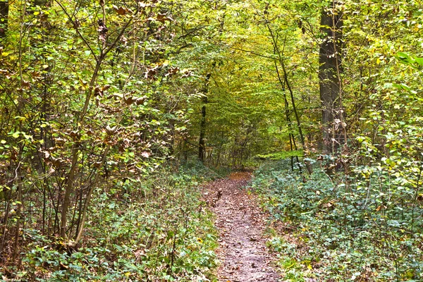 秋に森の中に出て — ストック写真