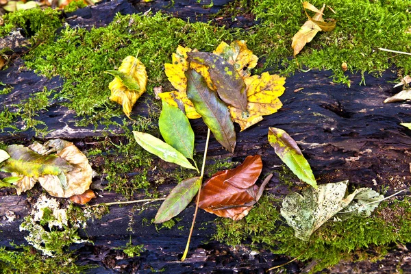 Листья осенью — стоковое фото