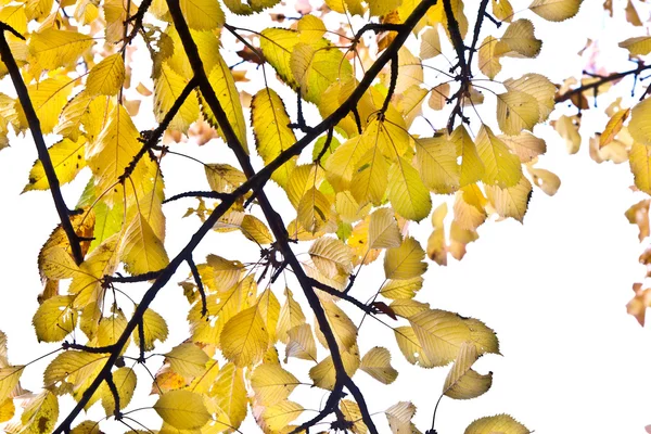 Gyönyörű leveleket a fa — Stock Fotó
