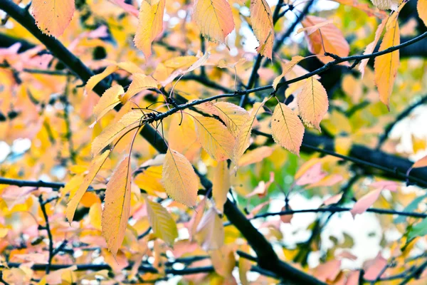 Belles feuilles sur l'arbre — Photo