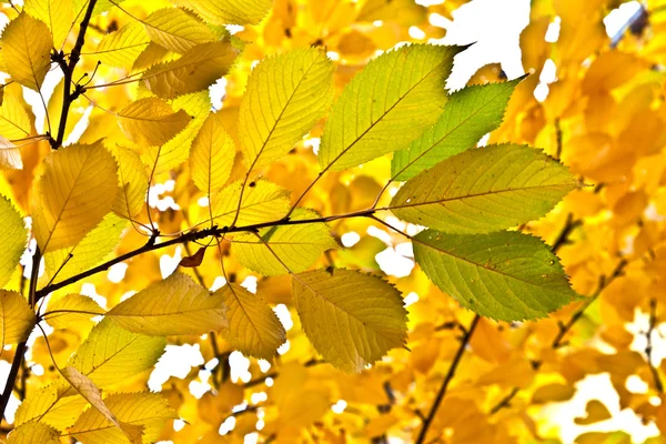 Όμορφα φύλλα πάνω στο δέντρο — Stockfoto