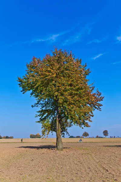 Bela árvore em acre arado — Fotografia de Stock