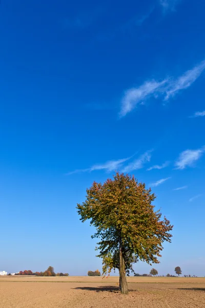 Beautiful tree in ploughed acre — Stock Photo, Image