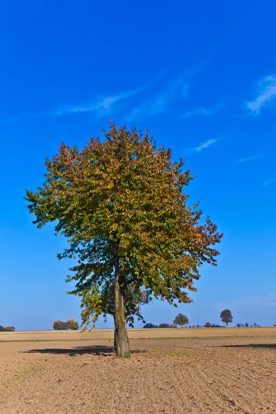 Vackra träd i plogad acre — Stockfoto