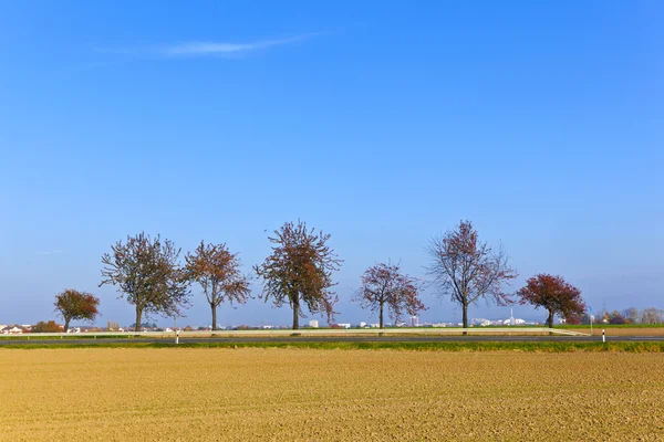 Stromy v krajině pod modrou oblohou — Stock fotografie